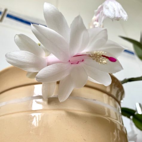 christmas cactus bloom flower