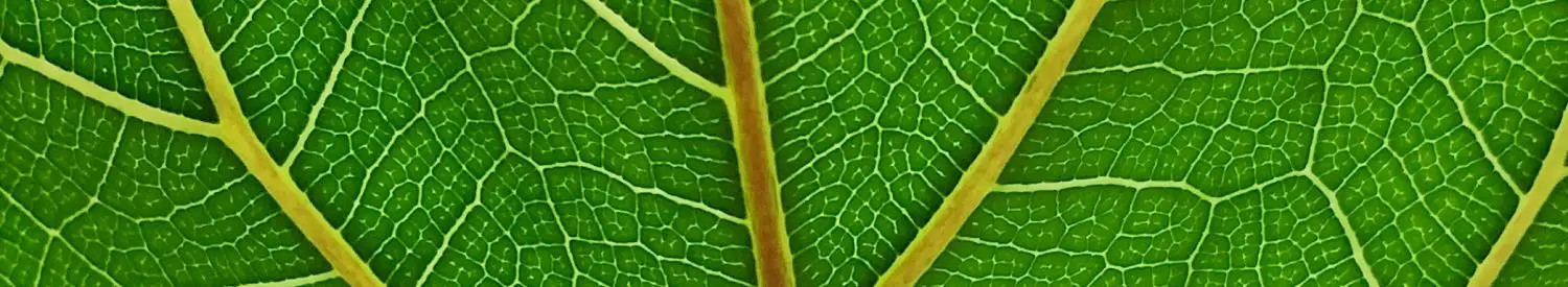 fiddle leaf fig close up leaf