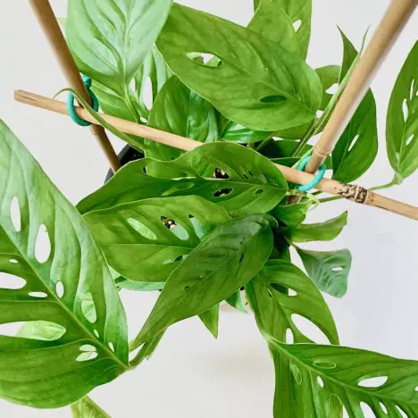 monstera adansonii green vining plant on trellis